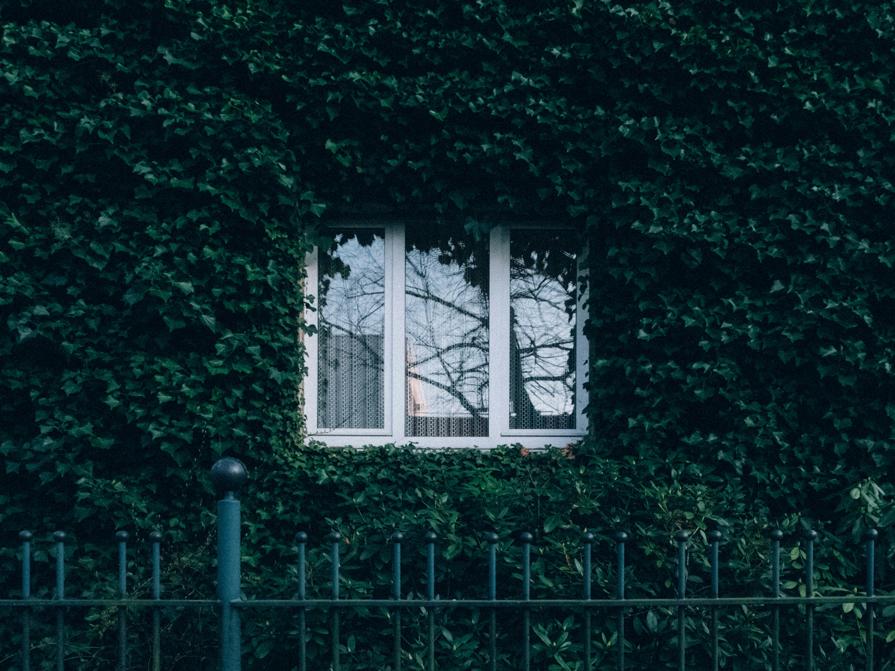 Weißes Fenster in begrünter Fassade von Marius Matuschzik